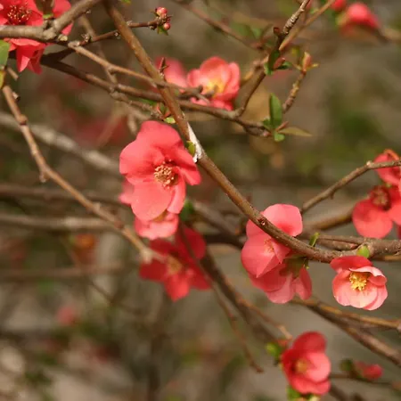 Casa di campagna Simonello *