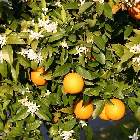 Simonello Casa di campagna