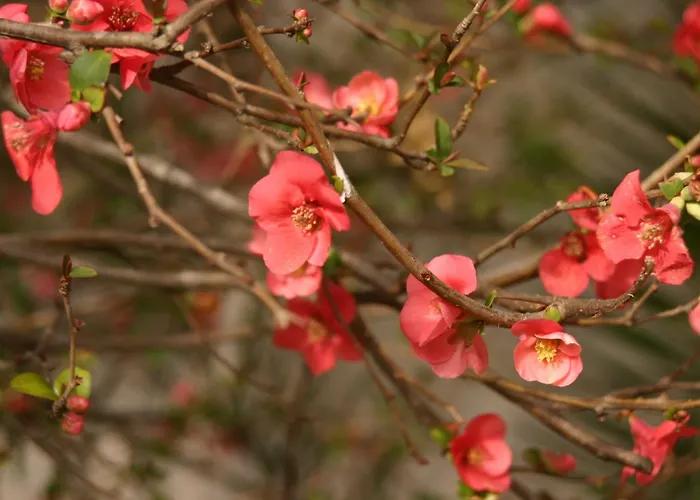 乡村民宿 Simonello *