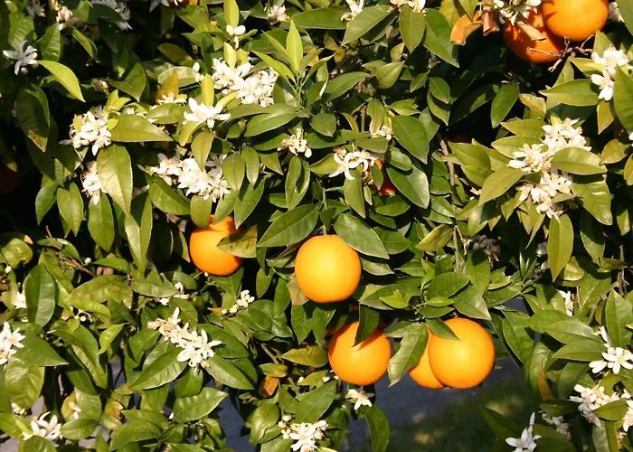 Simonello 乡村民宿